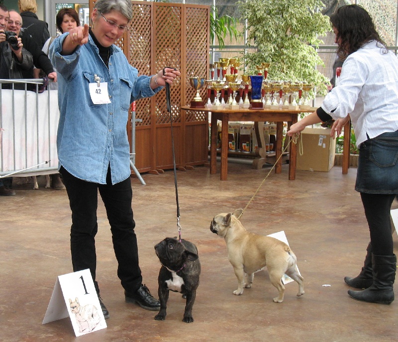 Appoline brown De gipsidane - 1ère Excellent - Classe Ouverte