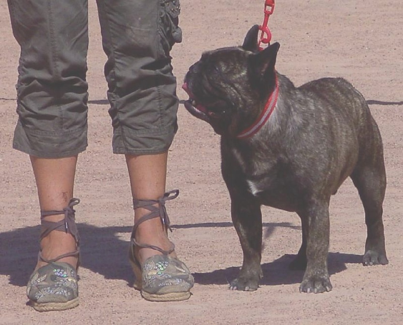 Theodule de la font de Nimes - 2ème Excellent - Classe Ouverte