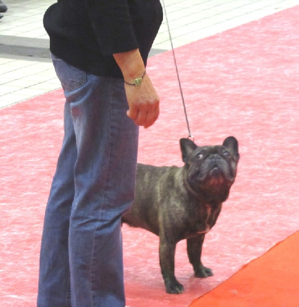 Theodule de la font de Nimes - 1er EXC. Meilleur Vétéran