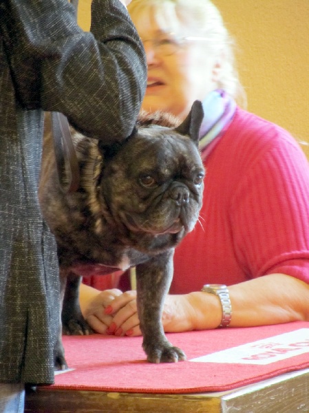 Theodule de la font de Nimes - 1er EXC Classe Mâle Vétéran - Meilleur Vétéran