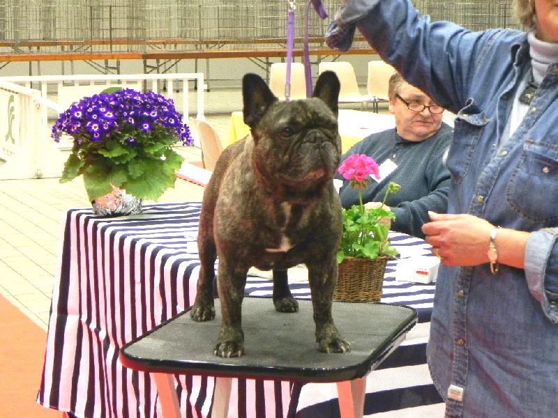 Theodule de la font de Nimes - 1er Excellent - Classe Vétéran