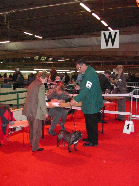 Appoline brown De gipsidane - 4ème Excellent - Classe Ouverte