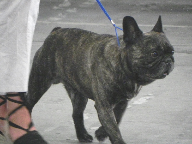 Theodule de la font de Nimes - 1er Excellent - Classe Vétéran