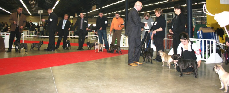 Appoline brown De gipsidane - Excellent - Classe Ouverte