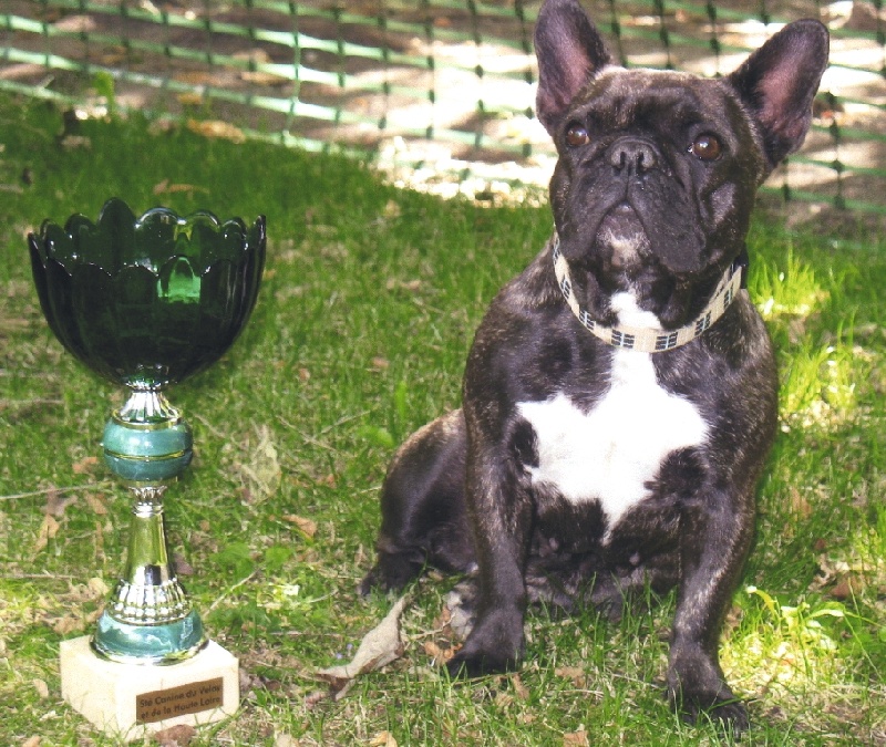 Appoline brown De gipsidane - 1ère Excellent RCACS -Classe Intermédiaire