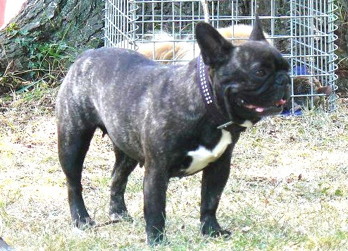 Appoline brown De gipsidane - 3ème Excellent - Classe Ouverte