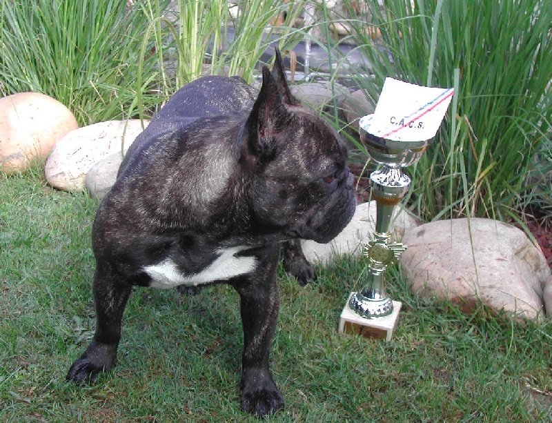 Appoline brown De gipsidane - 1ère Excellent CACS - Classe Ouverte