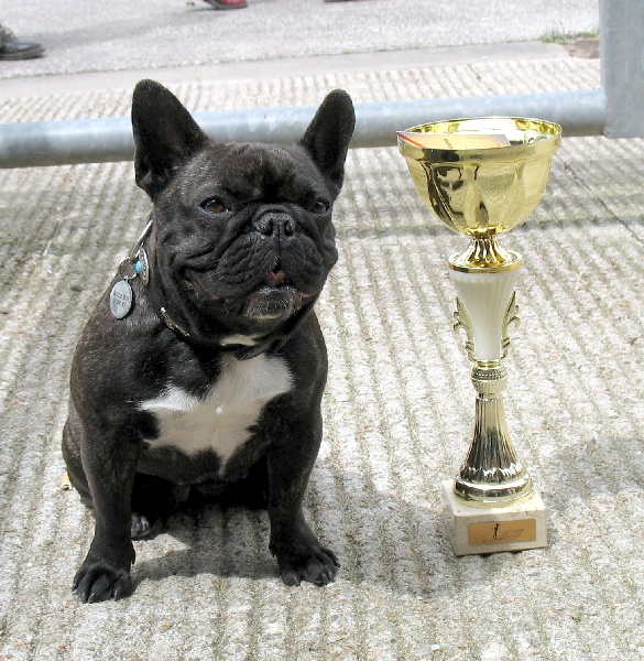 Appoline brown De gipsidane - 1ère Excellent CACS - Classe Intermédiaire