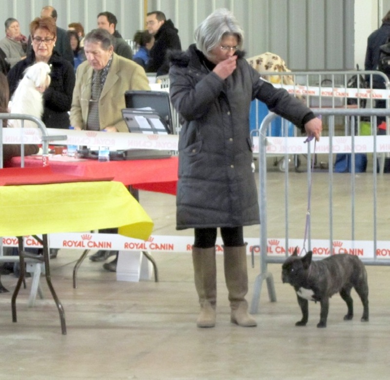 Appoline brown De gipsidane - Excellent - Classe Ouverte