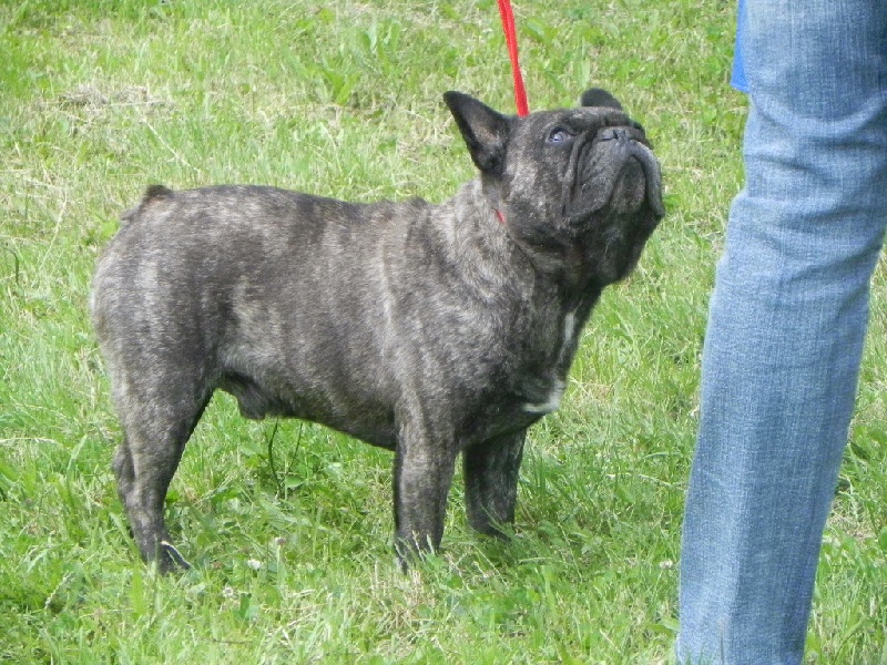 Theodule de la font de Nimes - 1er Excellent - Classe Vétéran