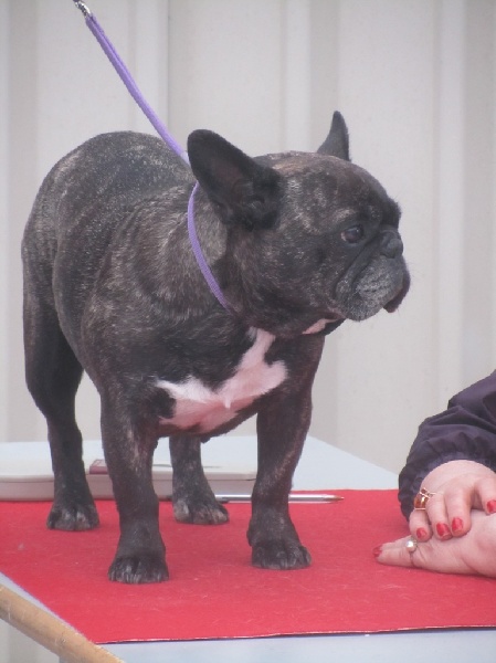 Appoline brown De gipsidane - 1ère EXC Classe Vétéran Femelle Bringé