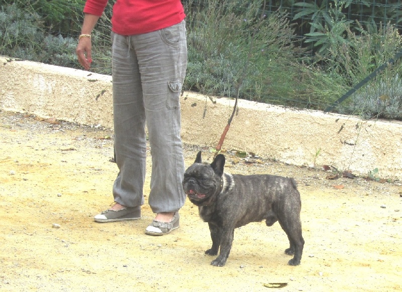 Theodule de la font de Nimes - 1er Excellent - Classe Vétéran - MEILLEUR MALE - MEILLEUR DE RACE