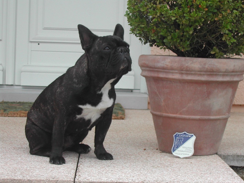 Appoline brown De gipsidane - 2e Excellent - Classe Jeune