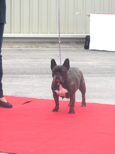 Appoline brown De gipsidane - 1ère EXC. Classe Vétéran Femelle Bringée