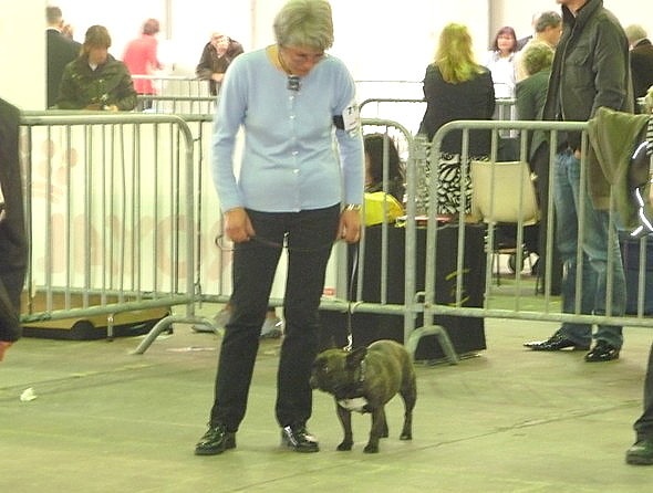 Appoline brown De gipsidane - 3ème Excellent - Classe Ouverte