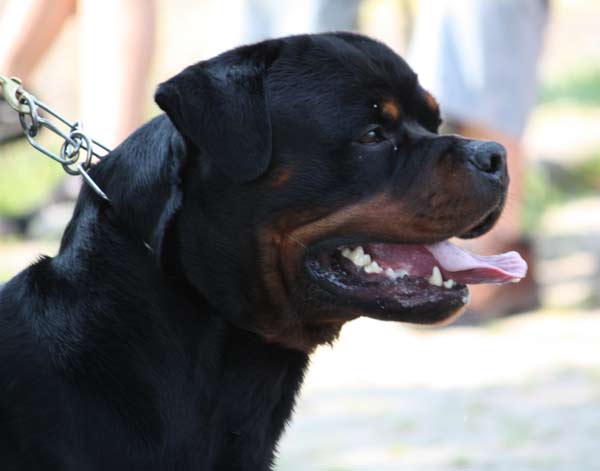 Publication : vom Hellimer Hof