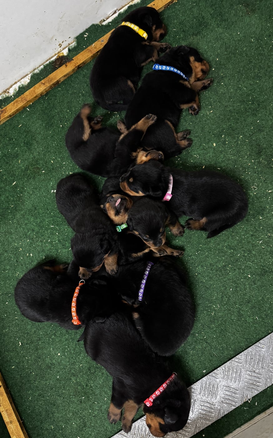 Chiot N°3 - Rottweiler