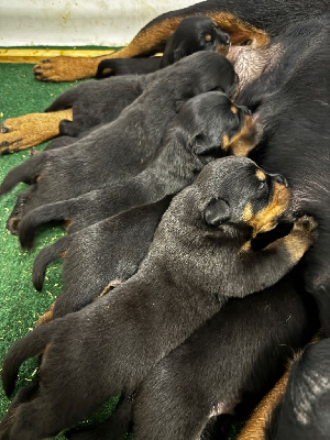 Les chiots de Rottweiler