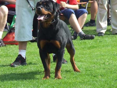 Clara morgane vom Hellimer Hof - Jugendklasse Hündin 9-18 mois G (bon)
