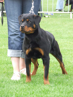 Diana vom Hellimer Hof - 3eme Tres Prometteur classe Puppy femelle