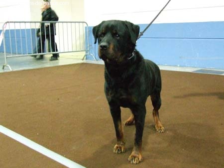 Orka Du château des ducs de lorraine - excellent Meilleur Vétéran