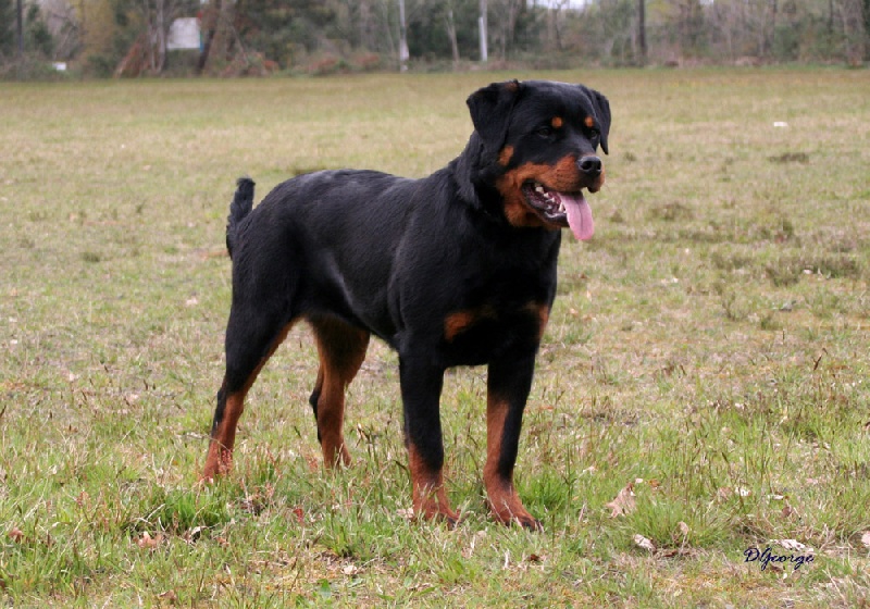 Diana vom Hellimer Hof - 2eme Très Prometteur classe Puppy Femelle