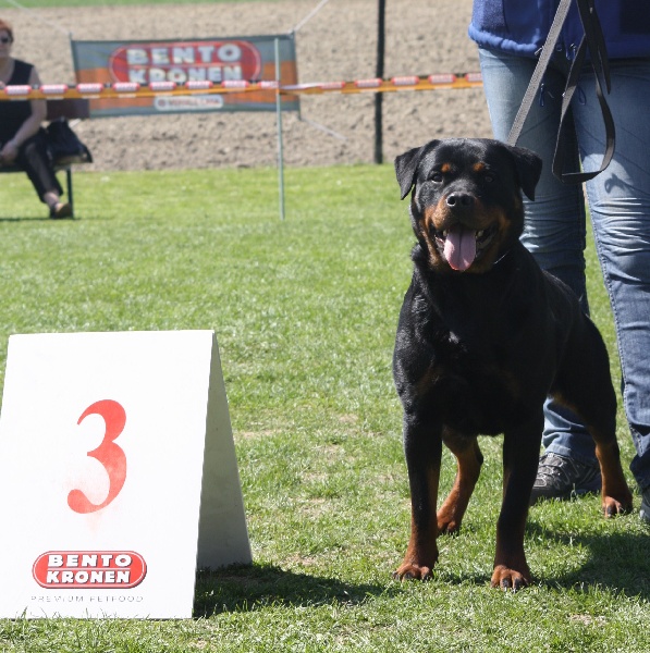 Diana vom Hellimer Hof - V3 classe intermédiaire (3e EXCELLENT)