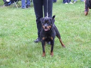 Diana vom Hellimer Hof - 1ER TRES PROMETTEUR