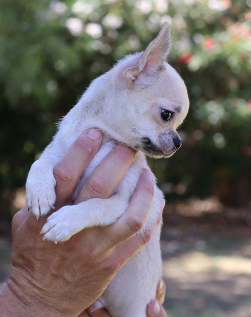 Alto du Domaine San Sébastian