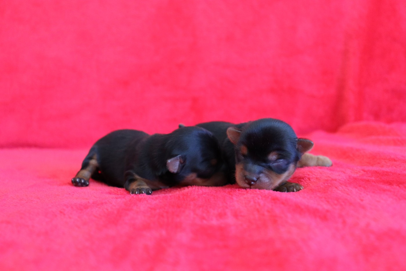Chiot N°2