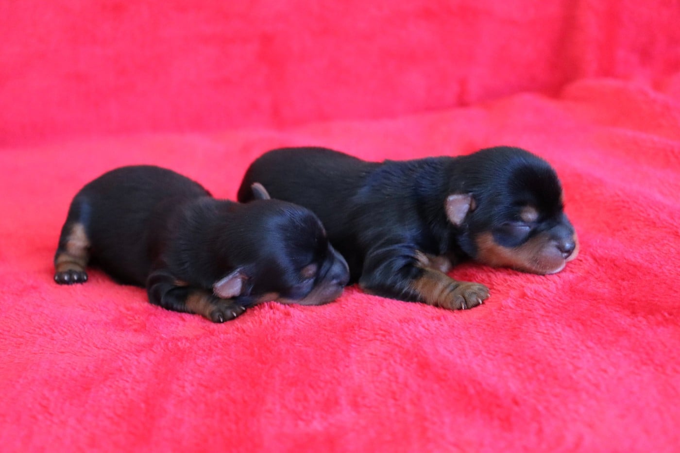 Chiot N°1