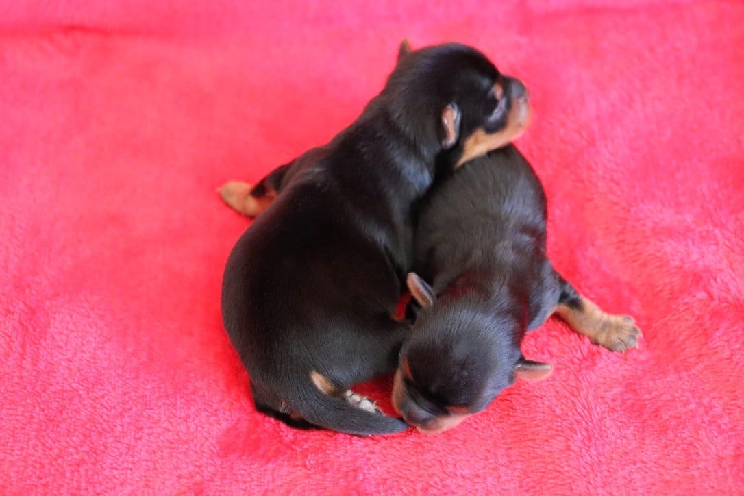 Chiot N°1