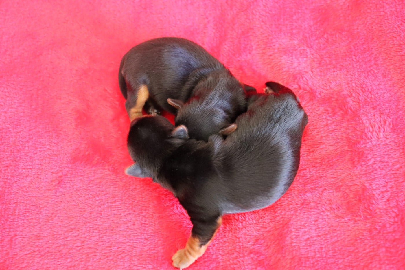 Chiot N°1