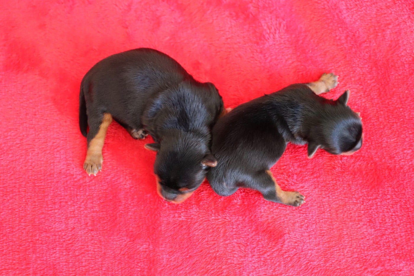 Chiot N°1