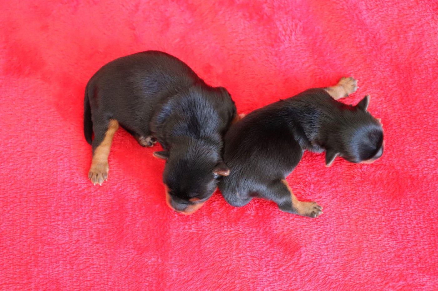 Chiot N°2