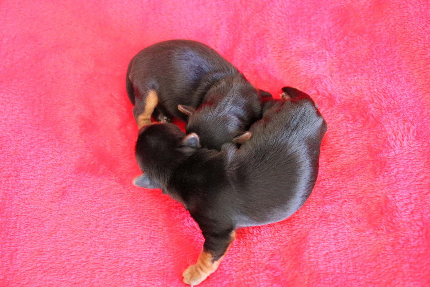 Chiot N°2