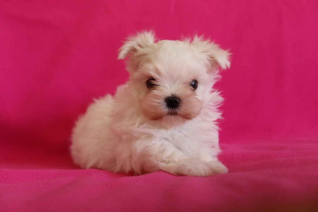 Bijou