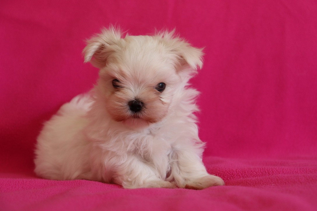 Bijou