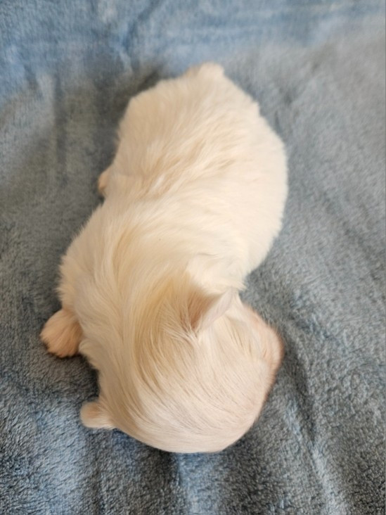 Bijou