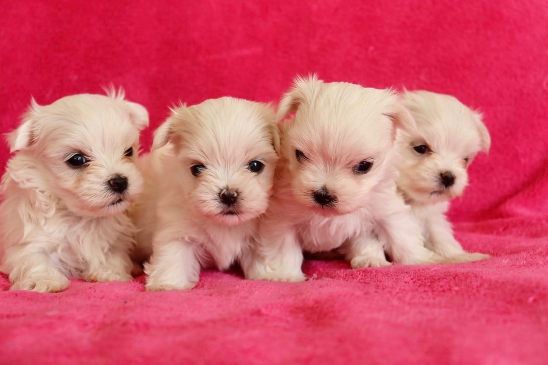 Chiot N°1