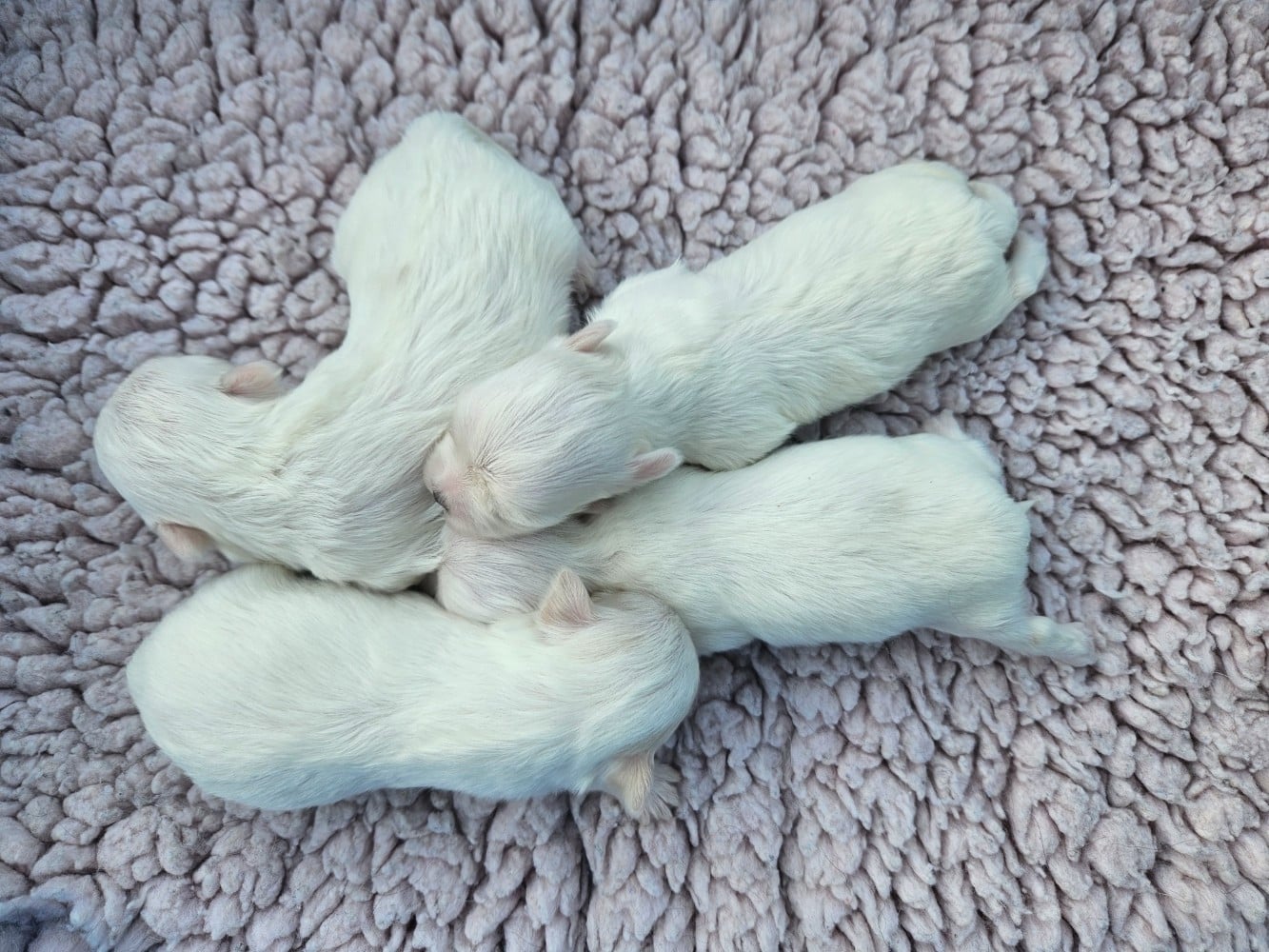 Chiot N°1