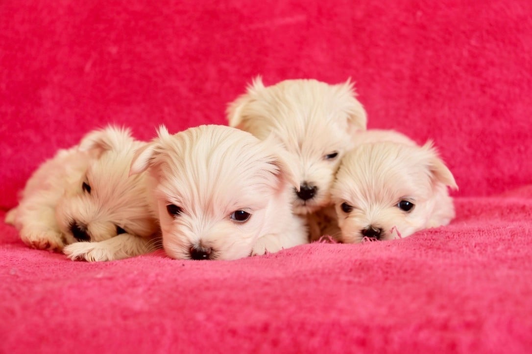 Chiot N°2