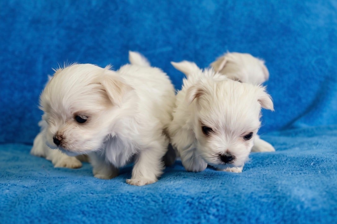 Chiot N°3