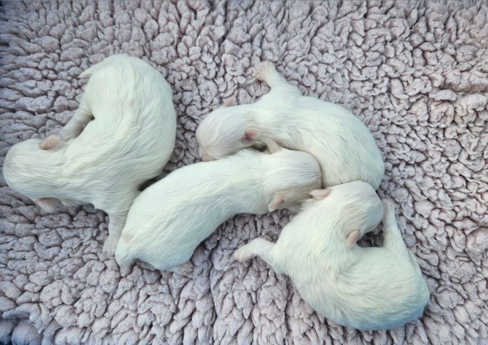 Chiot N°3