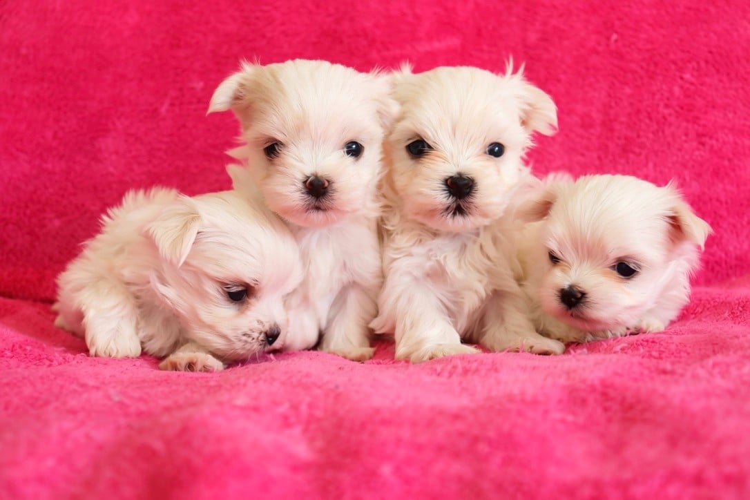 Chiot N°4