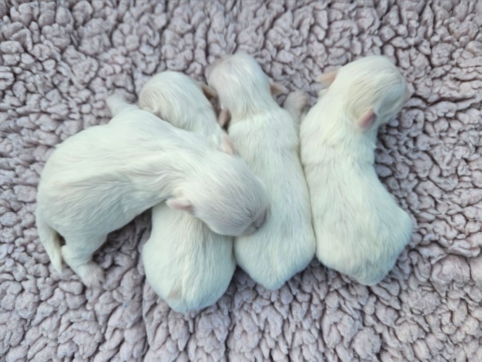 Chiot N°4