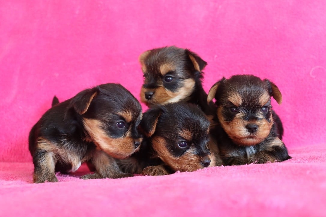 Chiot N°2