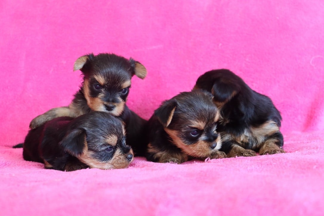 Chiot N°3