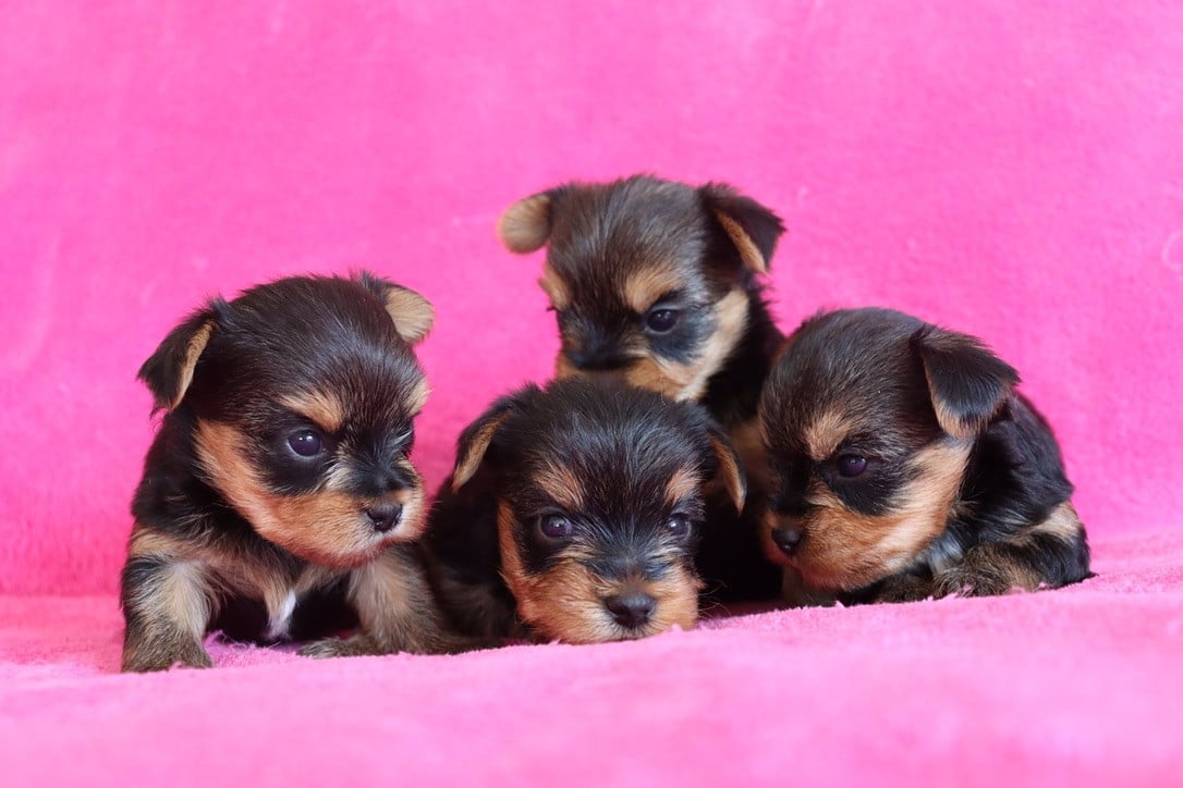 Chiot N°4