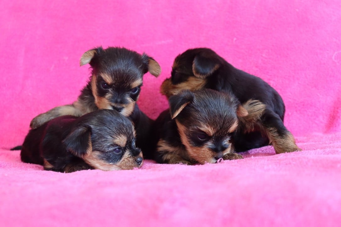 Chiot N°1